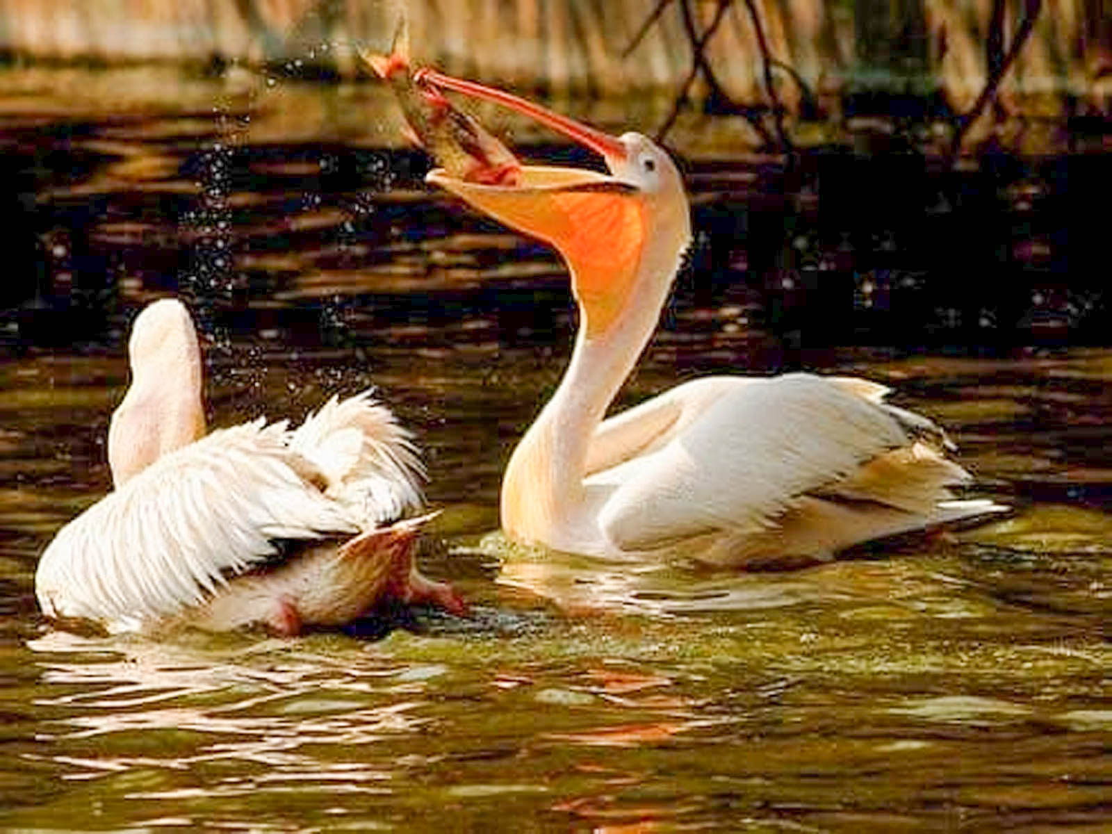 Pelican mâncând un pește în Delta Dunării